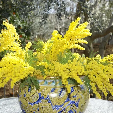 Mimosa Corner